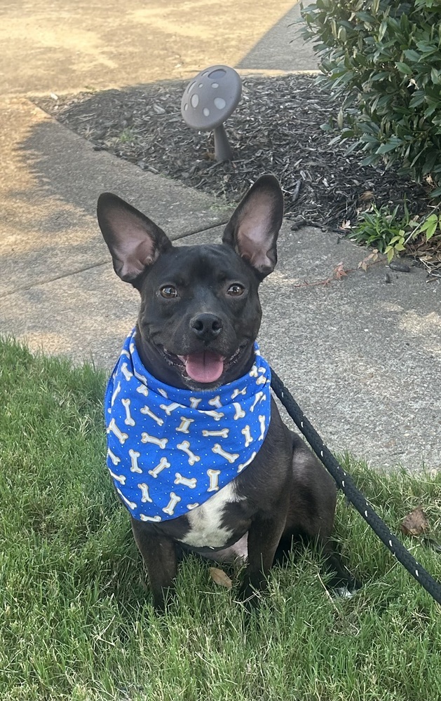 Baxter (Baxter and Bailey brothers)