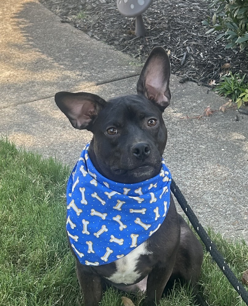 Baxter (Baxter and Bailey brothers)