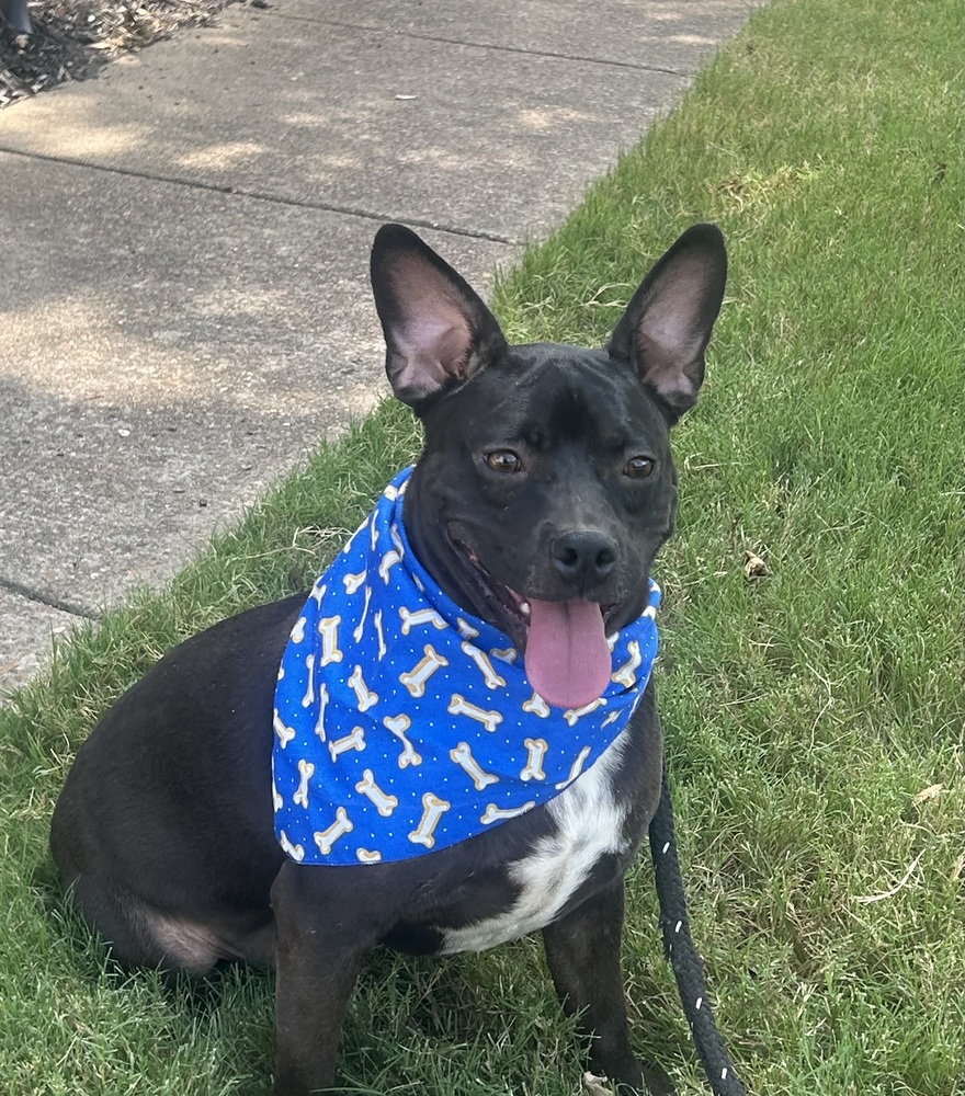 Baxter (Baxter and Bailey brothers)