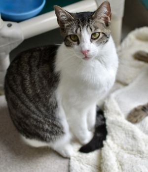 Paisley came to Good Mews from a hoarding situation and was sent to a foster home until ready for ad