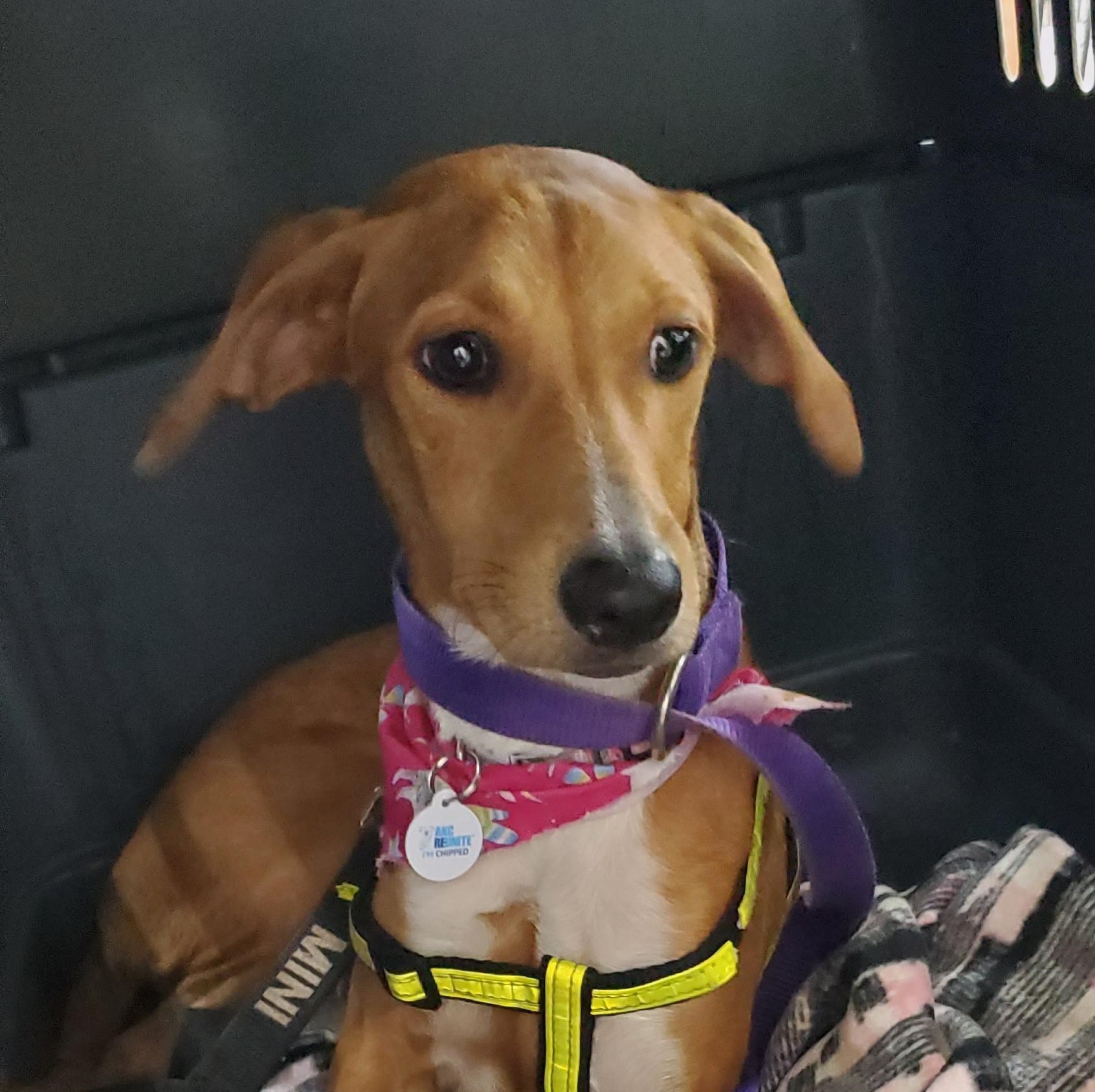 Brandy, an adoptable Mixed Breed in King City, ON, L7B 1K5 | Photo Image 1