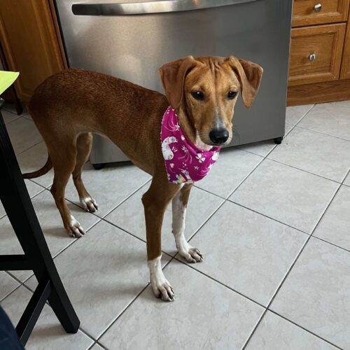 Brandy, an adoptable Mixed Breed in King City, ON, L7B 1K5 | Photo Image 2