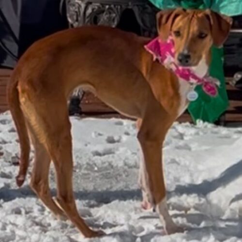 Brandy, an adoptable Mixed Breed in King City, ON, L7B 1K5 | Photo Image 3