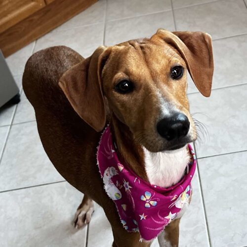 Brandy, an adoptable Mixed Breed in King City, ON, L7B 1K5 | Photo Image 4