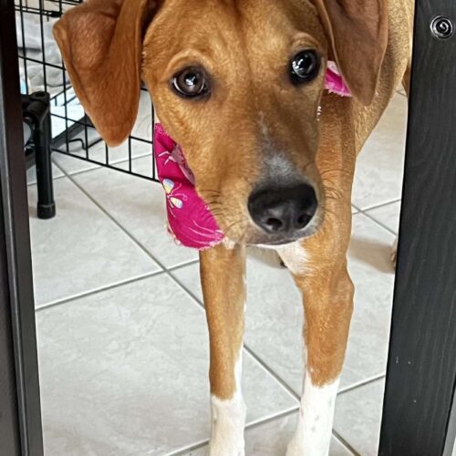 Brandy, an adoptable Mixed Breed in King City, ON, L7B 1K5 | Photo Image 5