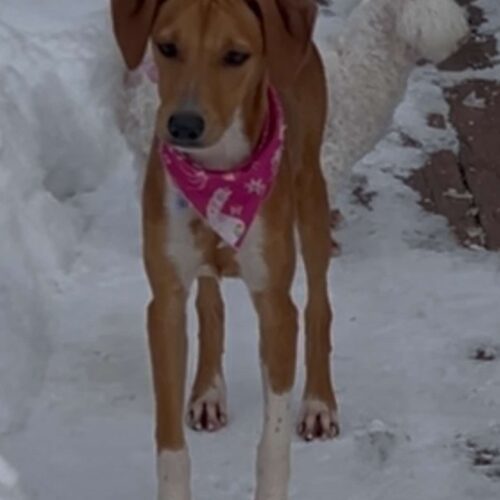 Brandy, an adoptable Mixed Breed in King City, ON, L7B 1K5 | Photo Image 6