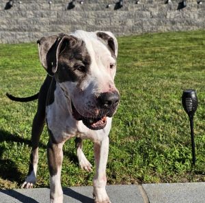 You can fill out an adoption application online on our official websiteHerman GA is a male Pit Bu