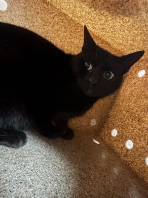Onyx