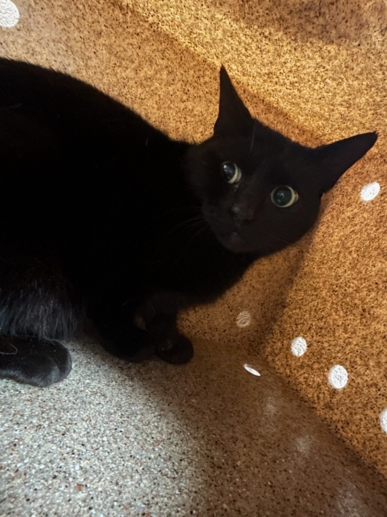 Onyx