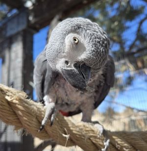 Oliver, Senior Male African Grey