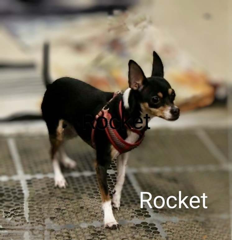 Rocket