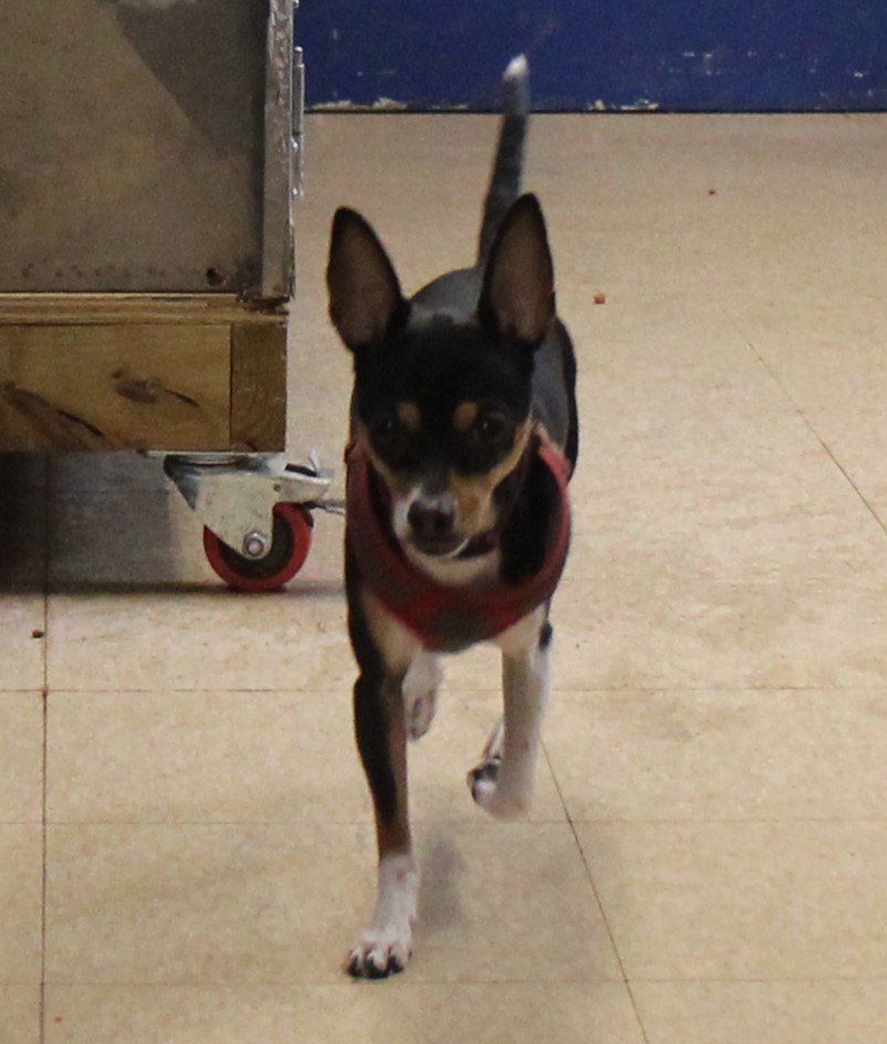 Rocket