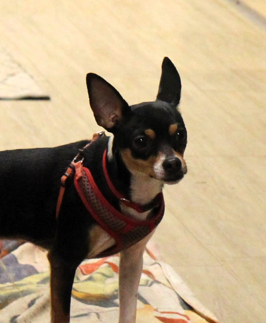 Rocket