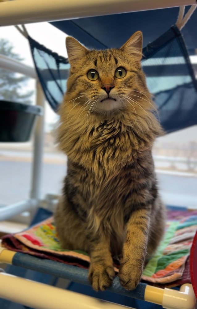 Mose, an adoptable Domestic Long Hair in Bemidji, MN, 56601 | Photo Image 1