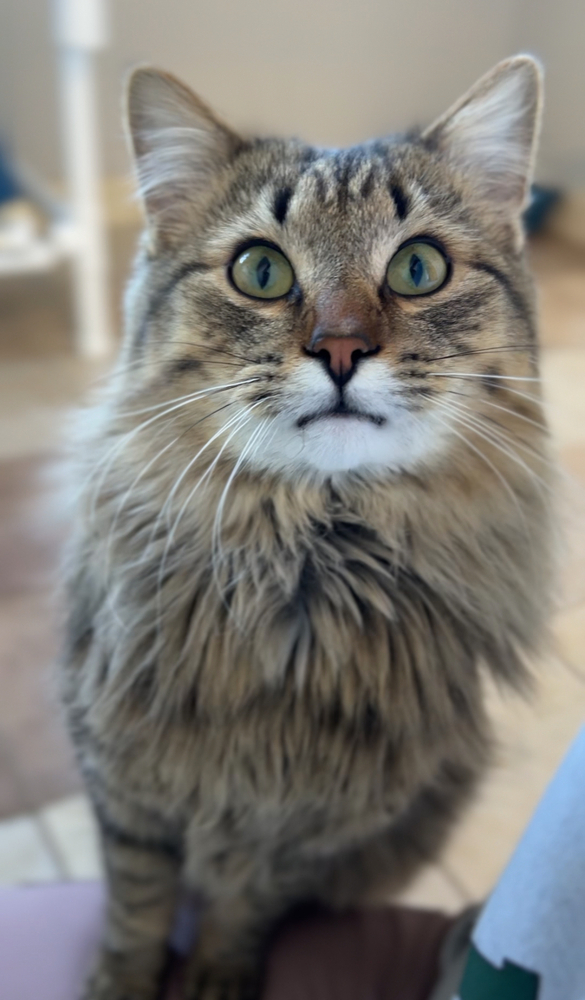 Mose, an adoptable Domestic Long Hair in Bemidji, MN, 56601 | Photo Image 2