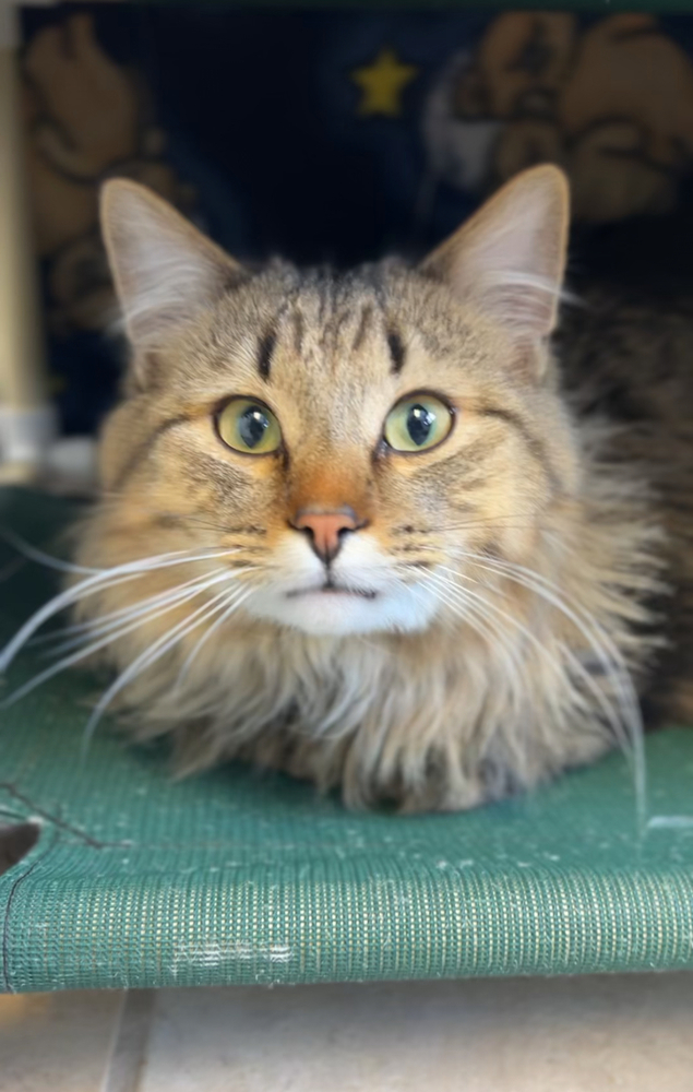 Mose, an adoptable Domestic Long Hair in Bemidji, MN, 56601 | Photo Image 3
