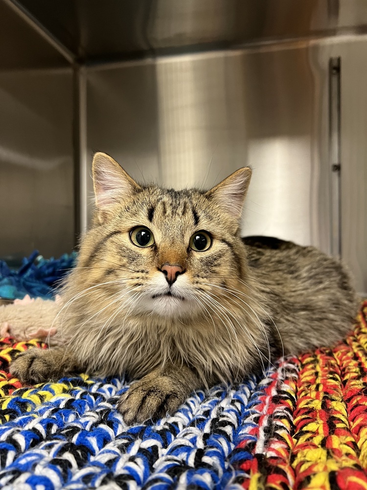 Mose, an adoptable Domestic Long Hair in Bemidji, MN, 56601 | Photo Image 4