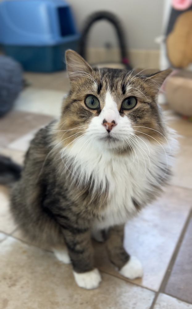 Gabe, an adoptable Domestic Long Hair in Bemidji, MN, 56601 | Photo Image 1