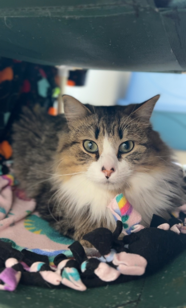 Gabe, an adoptable Domestic Long Hair in Bemidji, MN, 56601 | Photo Image 2