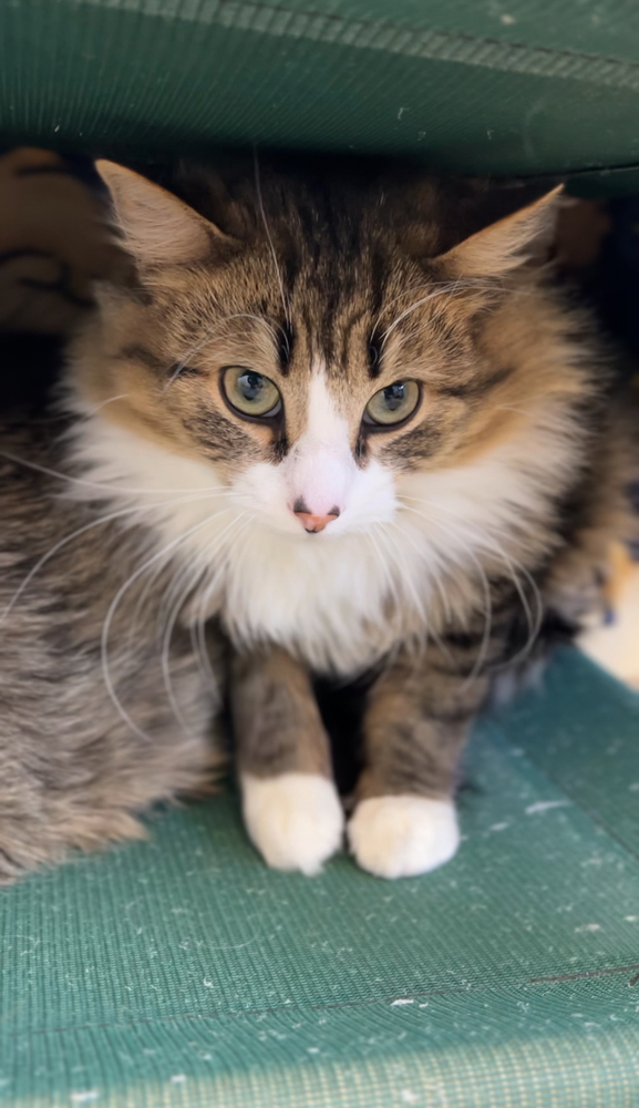 Gabe, an adoptable Domestic Long Hair in Bemidji, MN, 56601 | Photo Image 3