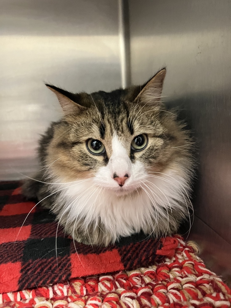Gabe, an adoptable Domestic Long Hair in Bemidji, MN, 56601 | Photo Image 4