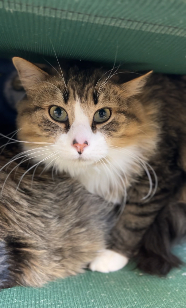 Gabe, an adoptable Domestic Long Hair in Bemidji, MN, 56601 | Photo Image 5