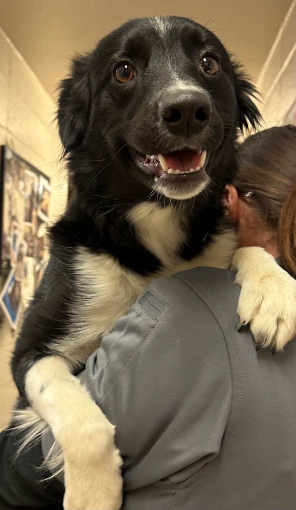 Siena, an adoptable Border Collie in Rock Springs, WY, 82901 | Photo Image 1