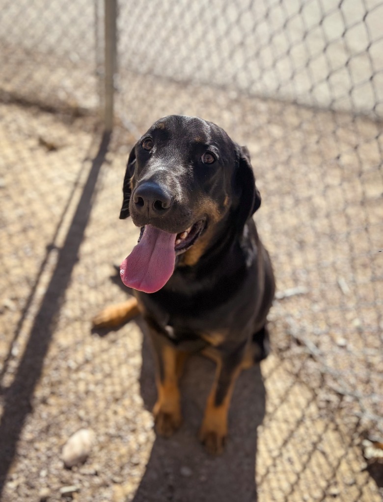 Cerberus, an adoptable Hound, Mixed Breed in Rock Springs, WY, 82901 | Photo Image 1