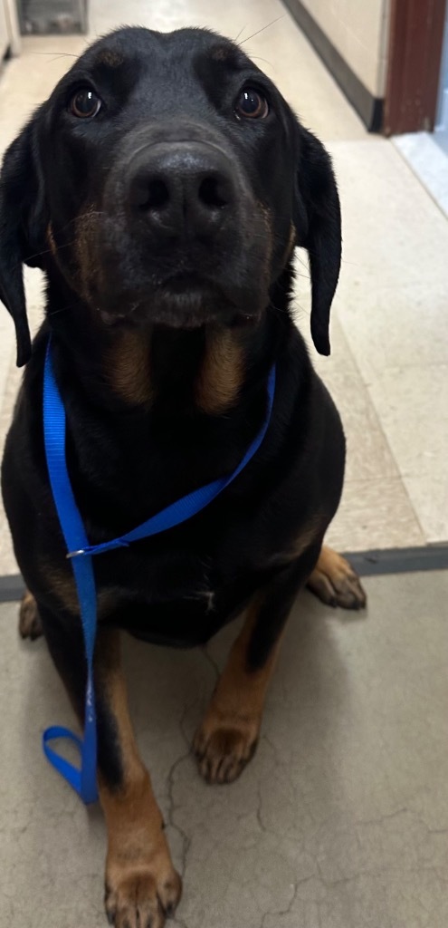Cerberus, an adoptable Hound, Mixed Breed in Rock Springs, WY, 82901 | Photo Image 2