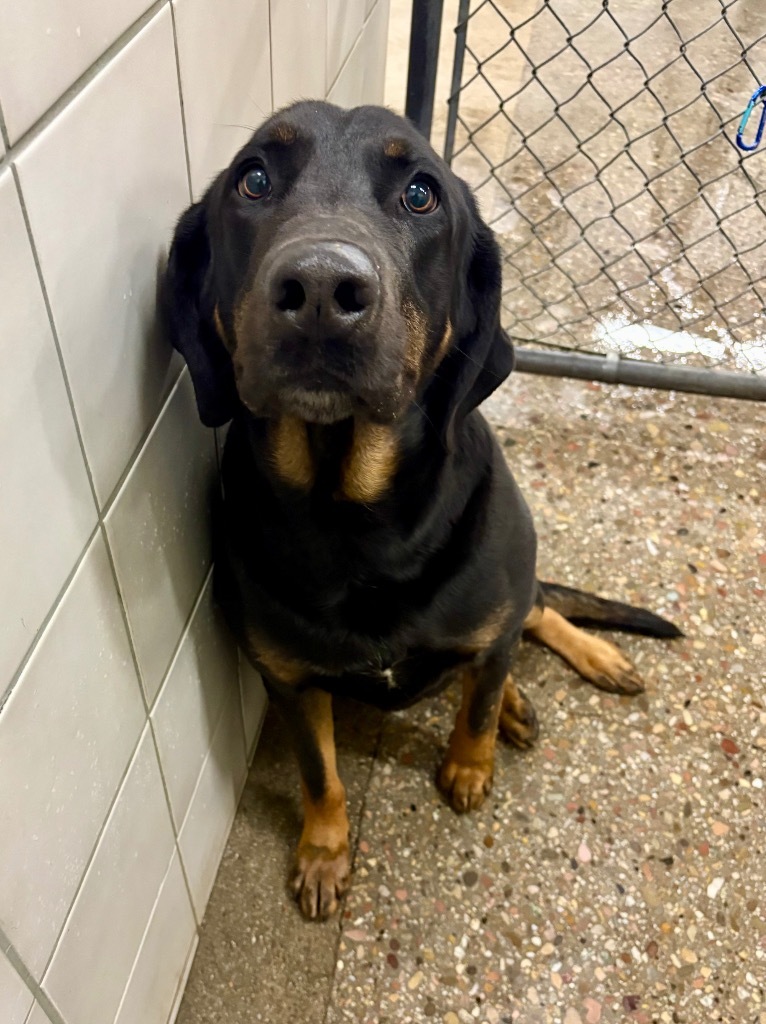 Cerberus, an adoptable Hound, Mixed Breed in Rock Springs, WY, 82901 | Photo Image 3