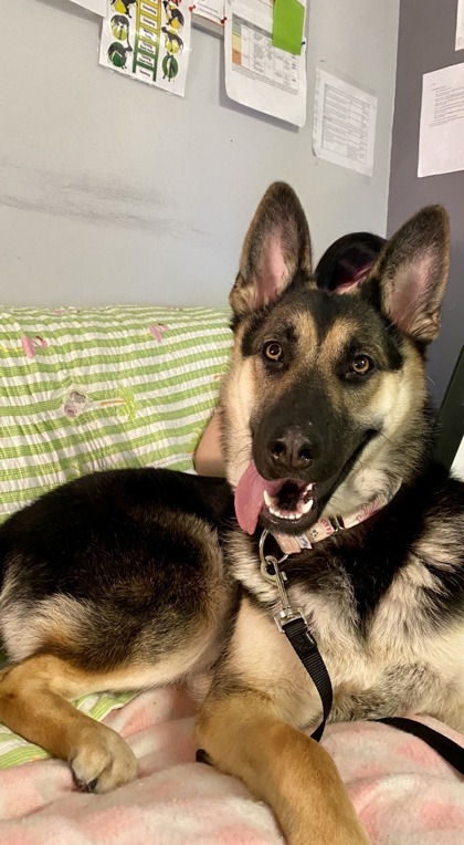 Luna, an adoptable Mixed Breed in Montreal, QC, H4P 1X4 | Photo Image 1