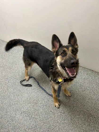 Luna, an adoptable Mixed Breed in Montreal, QC, H4P 1X4 | Photo Image 2