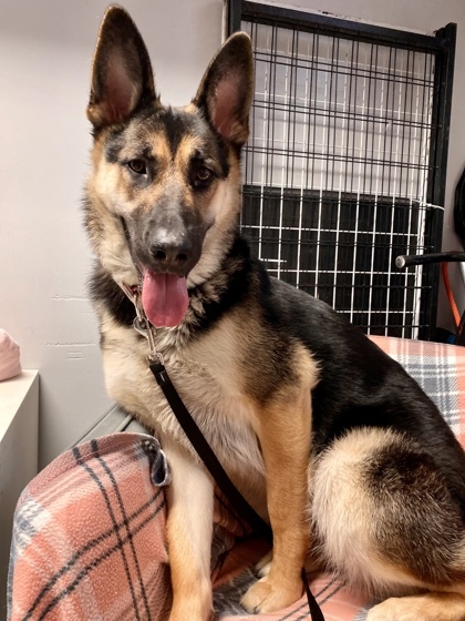 Luna, an adoptable Mixed Breed in Montreal, QC, H4P 1X4 | Photo Image 3