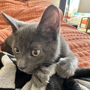 Meet Jeremy one of Kitten Rescues Giving Tuesday cats Jeremy landed himself a
