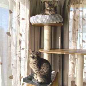 Cher Domestic Short Hair Cat