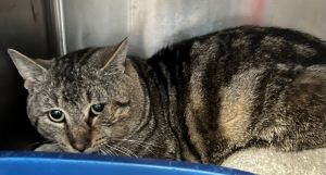 Cupid&#39;s Arrow, Adult Male Domestic Short Hair