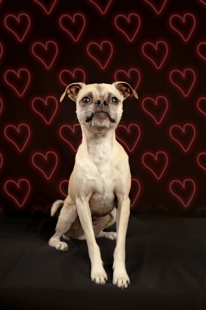 Bronco, an adoptable Pug, Mixed Breed in Eagle, ID, 83616 | Photo Image 1