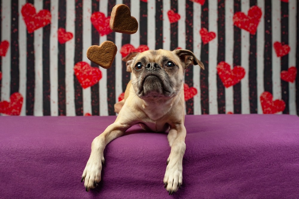 Bronco, an adoptable Pug, Mixed Breed in Eagle, ID, 83616 | Photo Image 2
