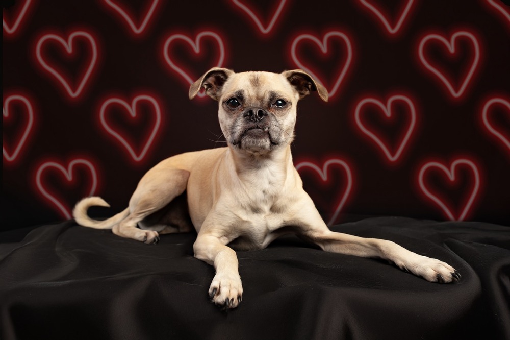 Bronco, an adoptable Pug, Mixed Breed in Eagle, ID, 83616 | Photo Image 3