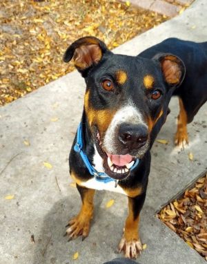 Ocean, Adult Male Mixed Breed