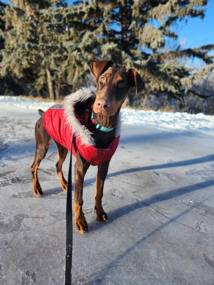 Pluto (EDMONTON, AB), an adoptable Doberman Pinscher in Edmonton, AB, T6E 0T7 | Photo Image 1