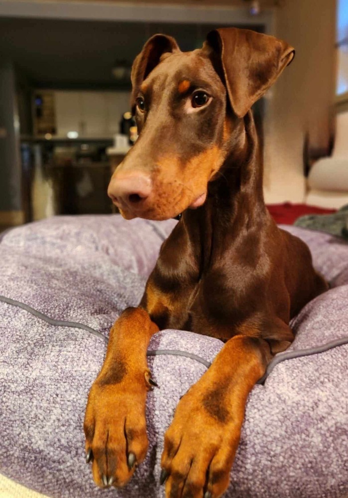 Pluto (EDMONTON, AB), an adoptable Doberman Pinscher in Edmonton, AB, T6E 0T7 | Photo Image 2