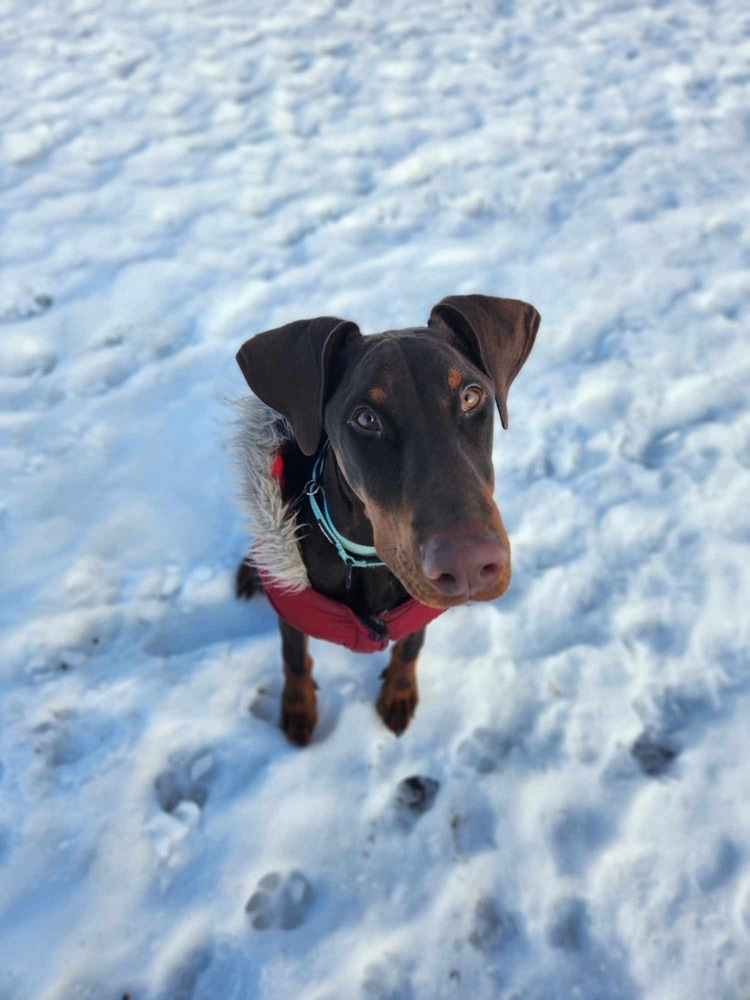 Pluto (EDMONTON, AB), an adoptable Doberman Pinscher in Edmonton, AB, T6E 0T7 | Photo Image 3