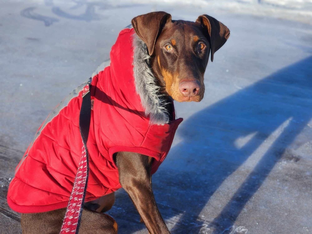 Pluto (EDMONTON, AB), an adoptable Doberman Pinscher in Edmonton, AB, T6E 0T7 | Photo Image 4