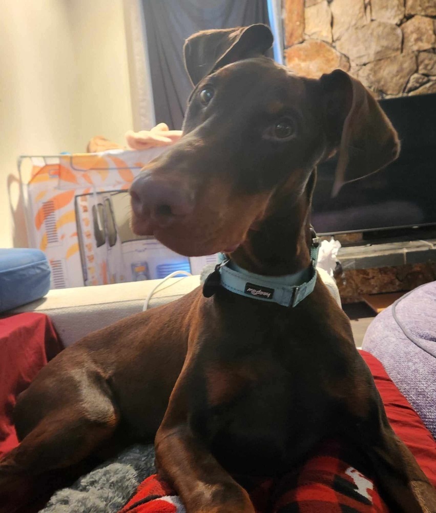 Pluto (EDMONTON, AB), an adoptable Doberman Pinscher in Edmonton, AB, T6E 0T7 | Photo Image 5