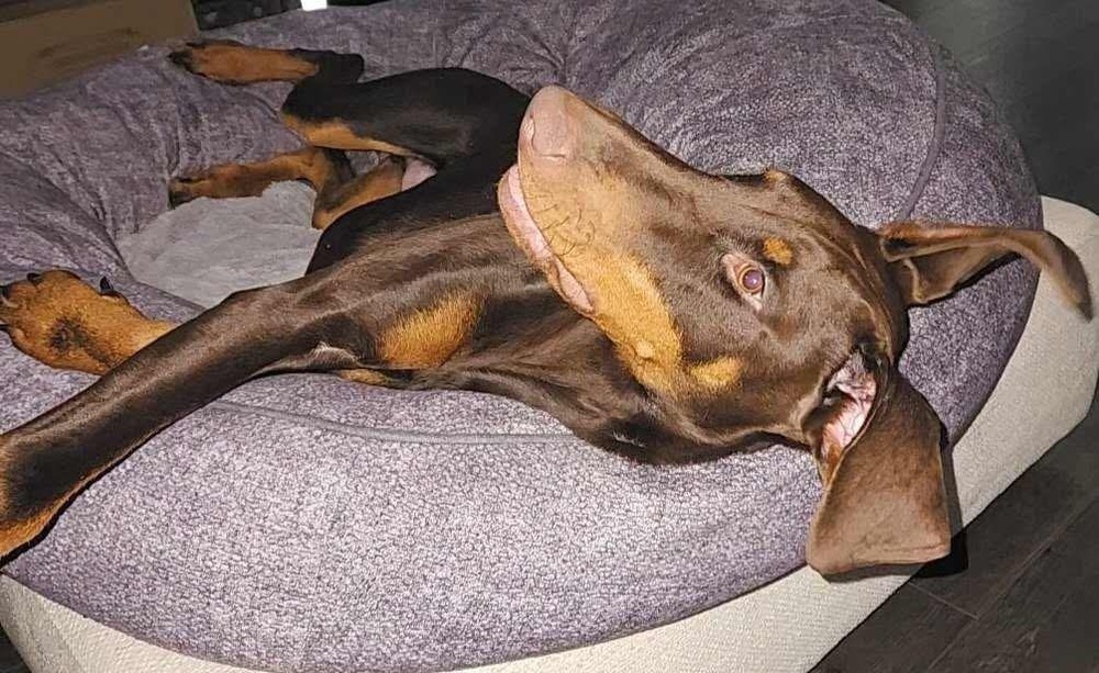 Pluto (EDMONTON, AB), an adoptable Doberman Pinscher in Edmonton, AB, T6E 0T7 | Photo Image 6