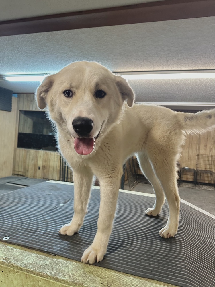 Tiago, an adoptable Great Pyrenees in Rapid City, SD, 57702 | Photo Image 1