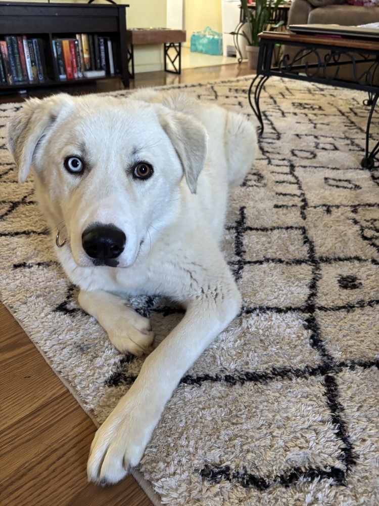 Tiago, an adoptable Great Pyrenees in Rapid City, SD, 57702 | Photo Image 2