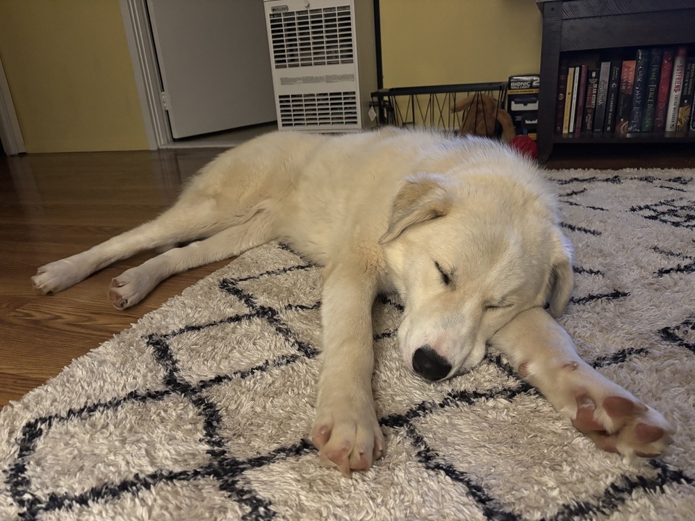 Tiago, an adoptable Great Pyrenees in Rapid City, SD, 57702 | Photo Image 3