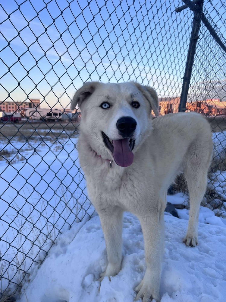 Tiago, an adoptable Great Pyrenees in Rapid City, SD, 57702 | Photo Image 5